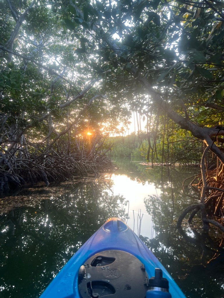 Kayak on calm mangrove-lined water at sunset.