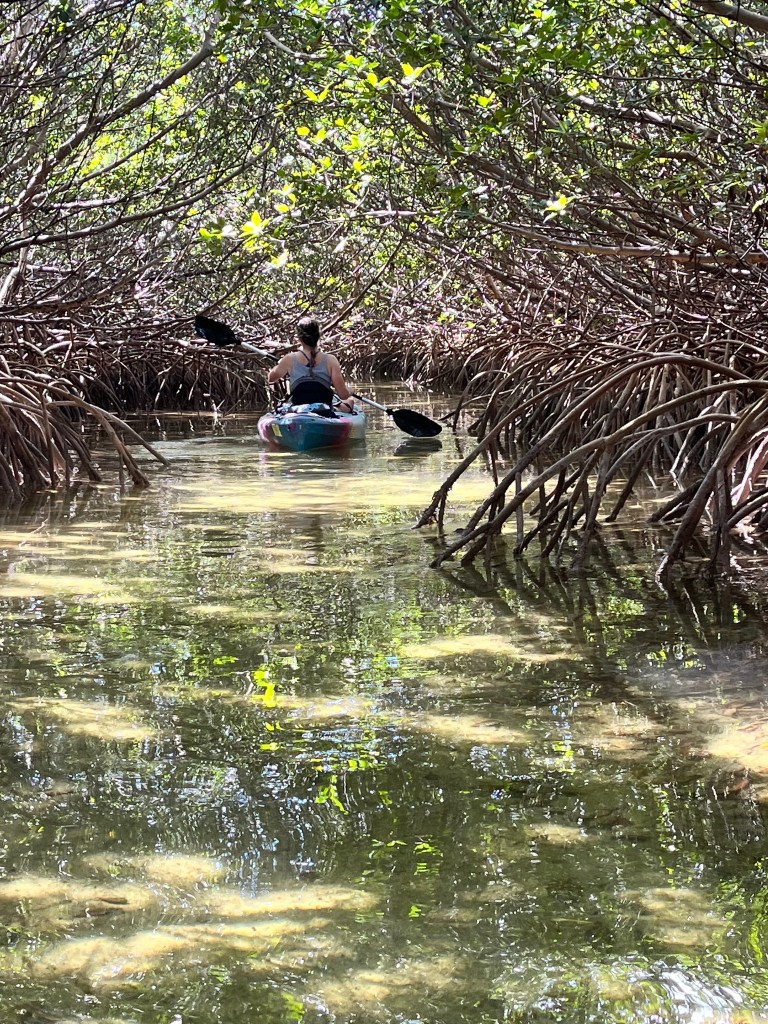 Person kayaking through a narrow mangrove tunnel.