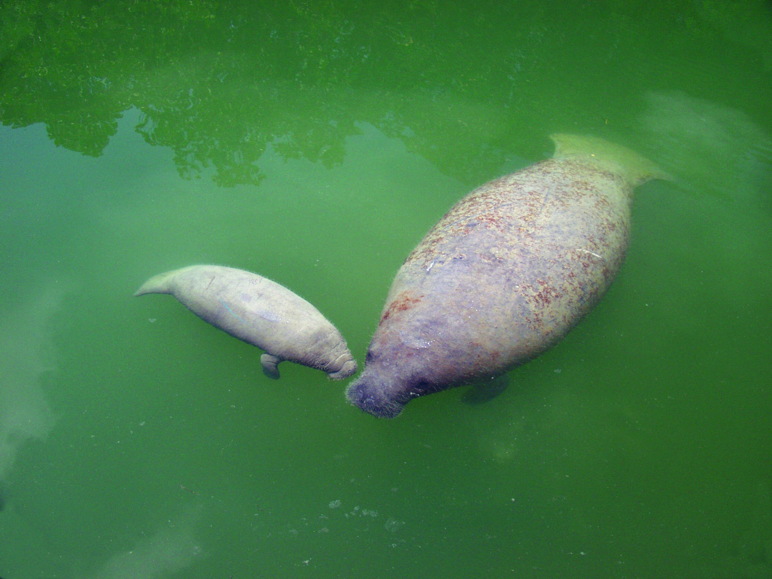Two manatees swimming in green water, one large and one small.