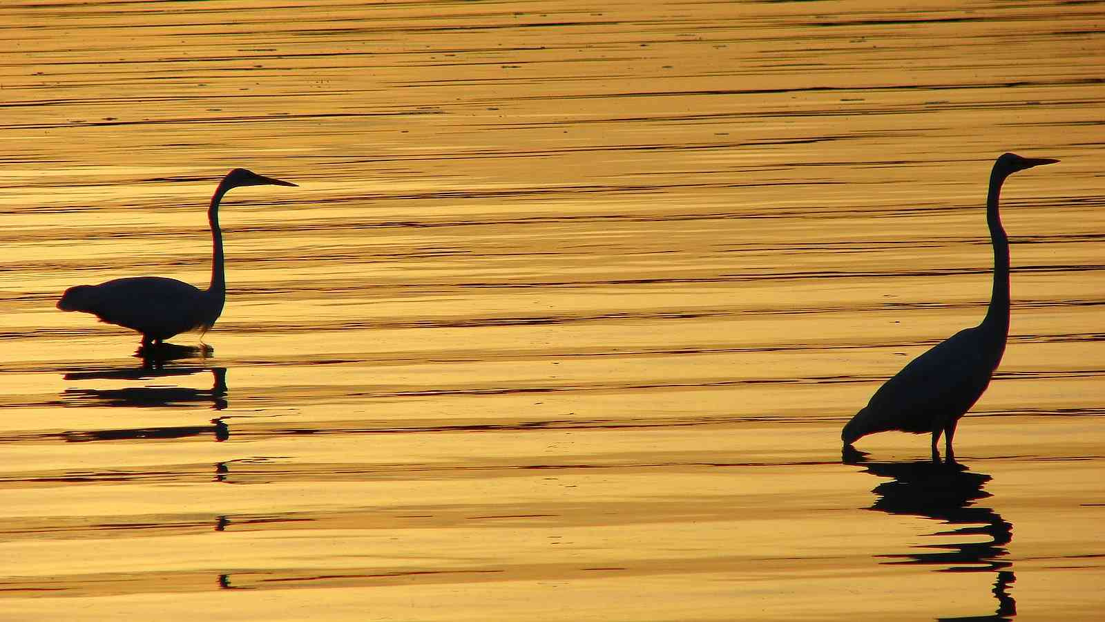 Two herons standing in shallow water at sunset with a golden reflection.