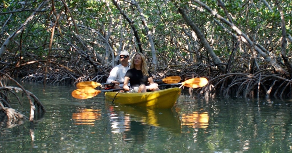 Two people kayaking through a mangrove forest.