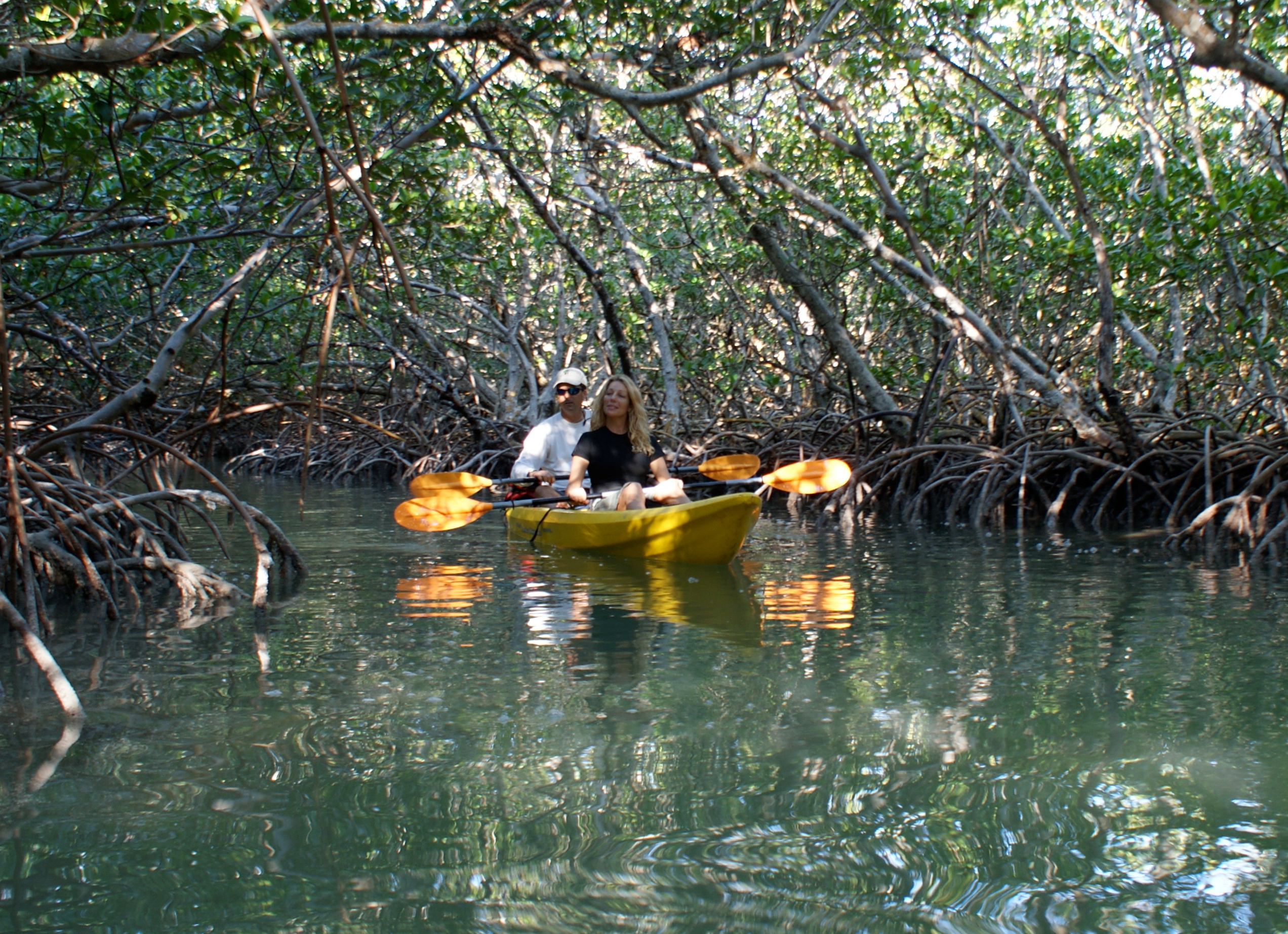 Two people in a yellow kayak paddling through mangrove trees in calm water.