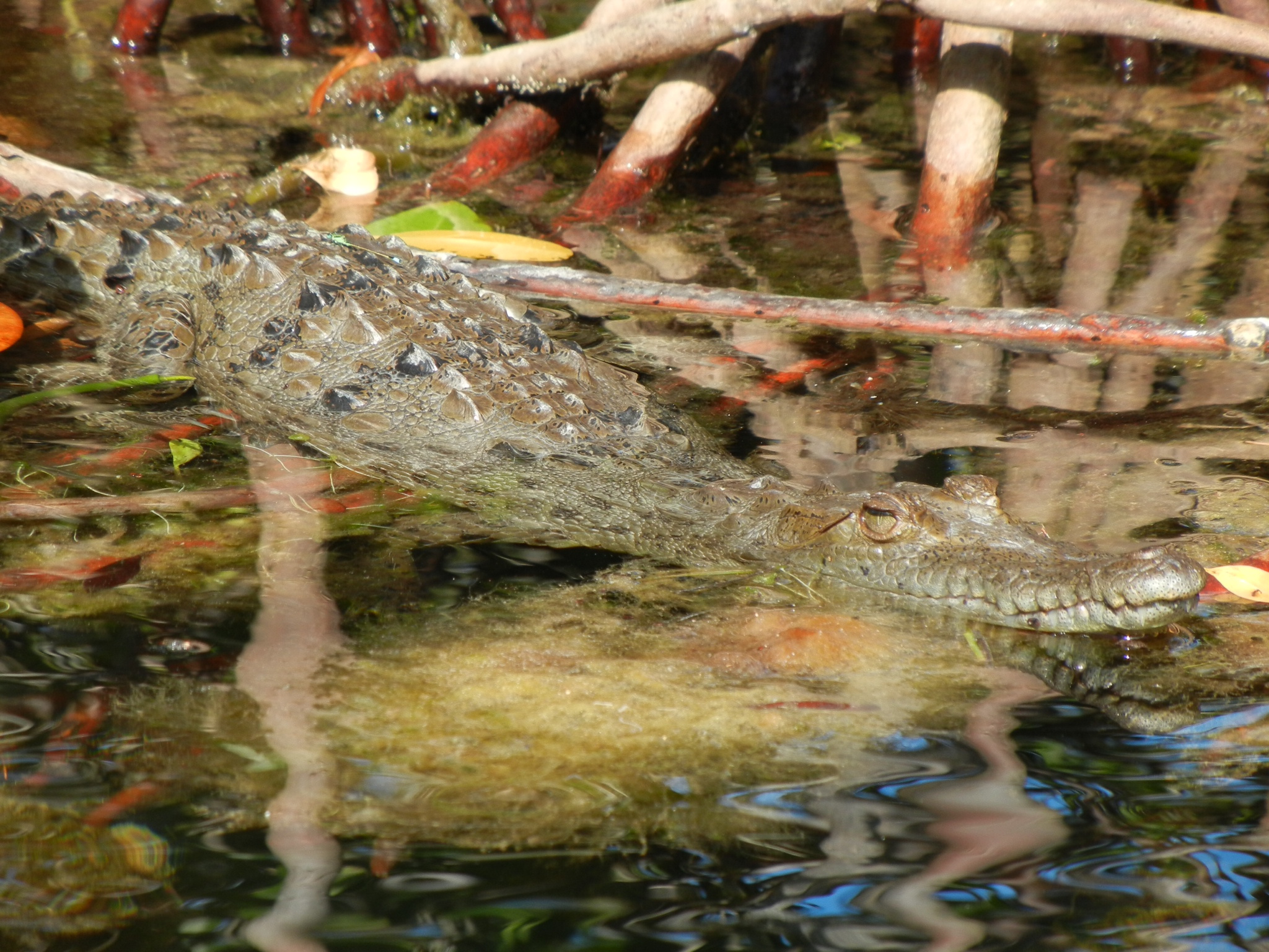 Crocodile partially submerged in water among mangrove roots.