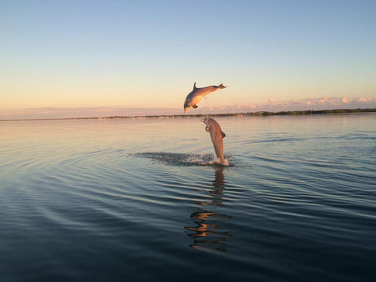 Two dolphins leaping in calm water against a sunset backdrop.