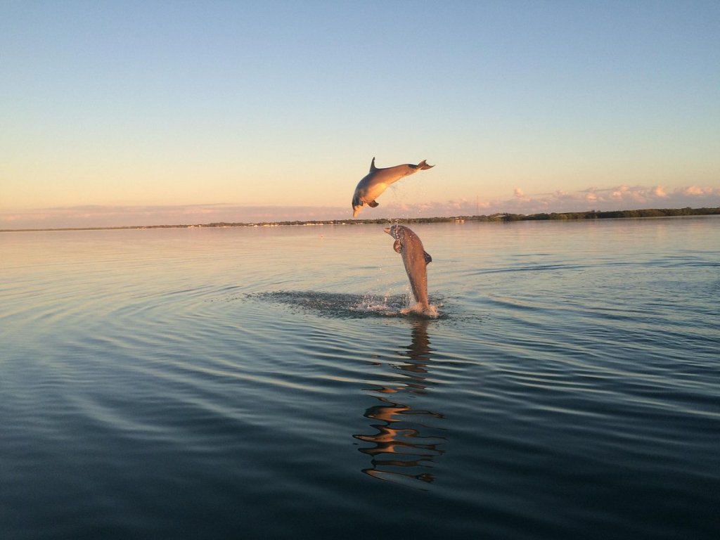 Two dolphins leaping in calm water against a sunset backdrop.
