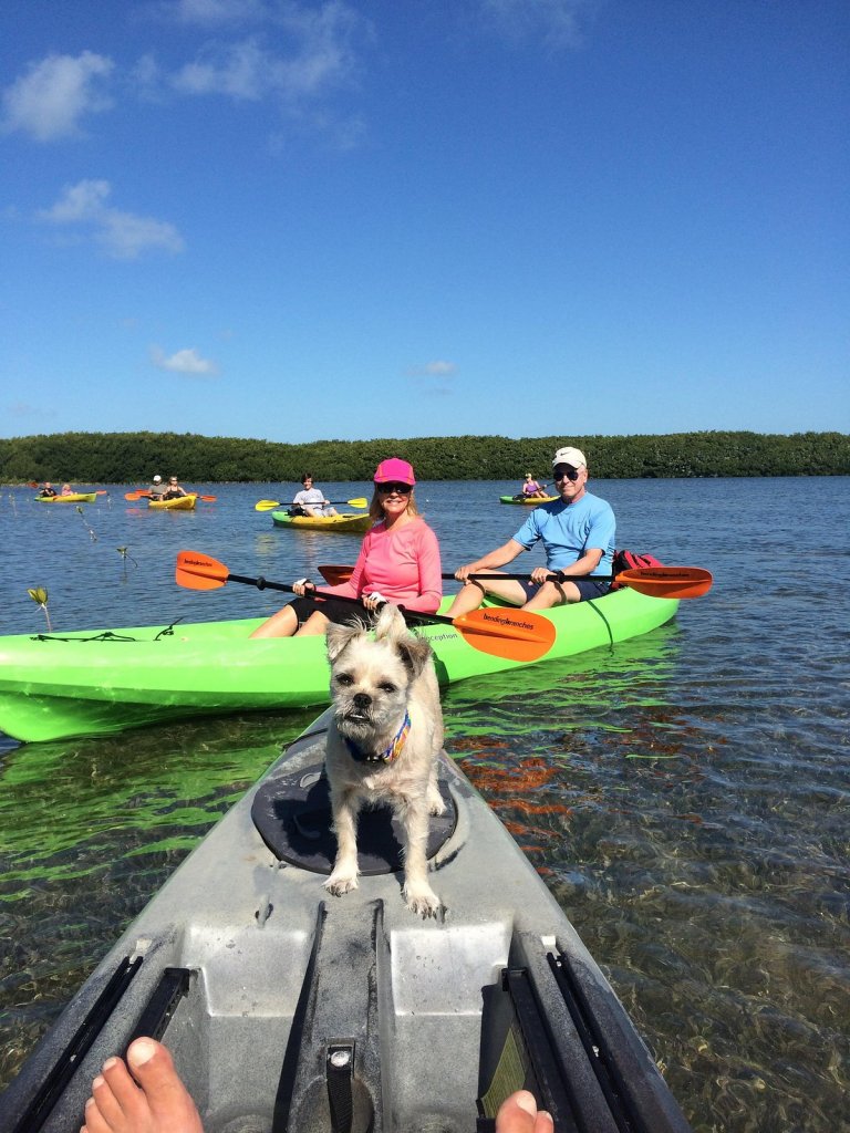 Dog on kayak, people paddling in background on sunny day.