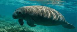 A manatee swimming underwater over a coral reef.