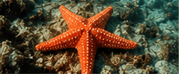 Orange starfish on the ocean floor with rocky background.
