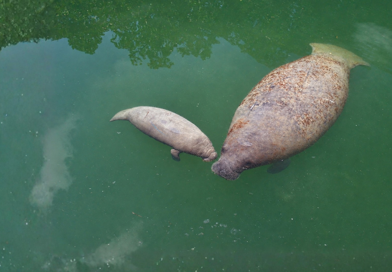 Two manatees swimming in green water, one large and one small.
